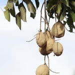 Load image into Gallery viewer, Roasted Grade A Baru Nuts